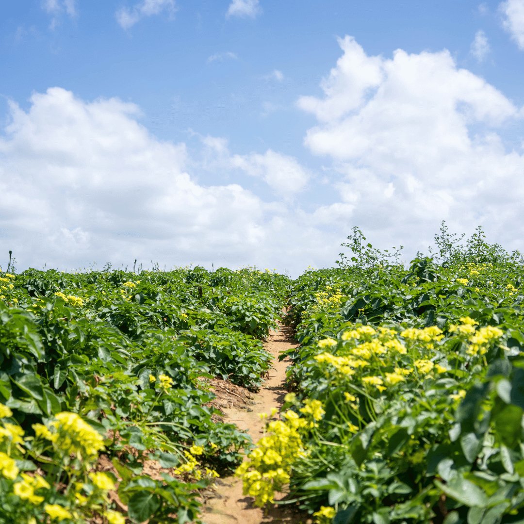 Basil Essential Oil CT Linalool Organic from Greece 15ml - Flying Wild