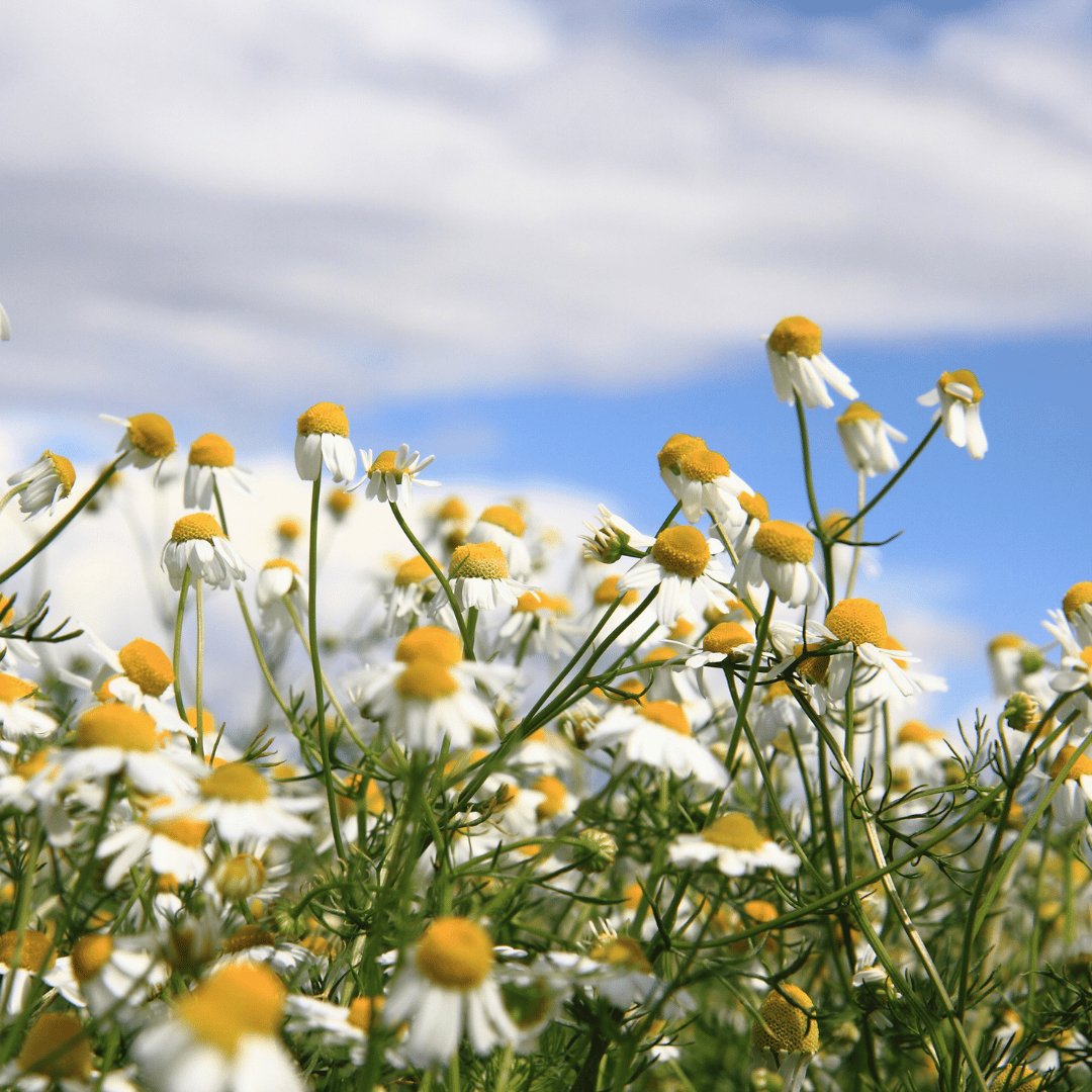 Chamomile German (Blue) Organic Essential Oil from Greece 5ml - Flying Wild