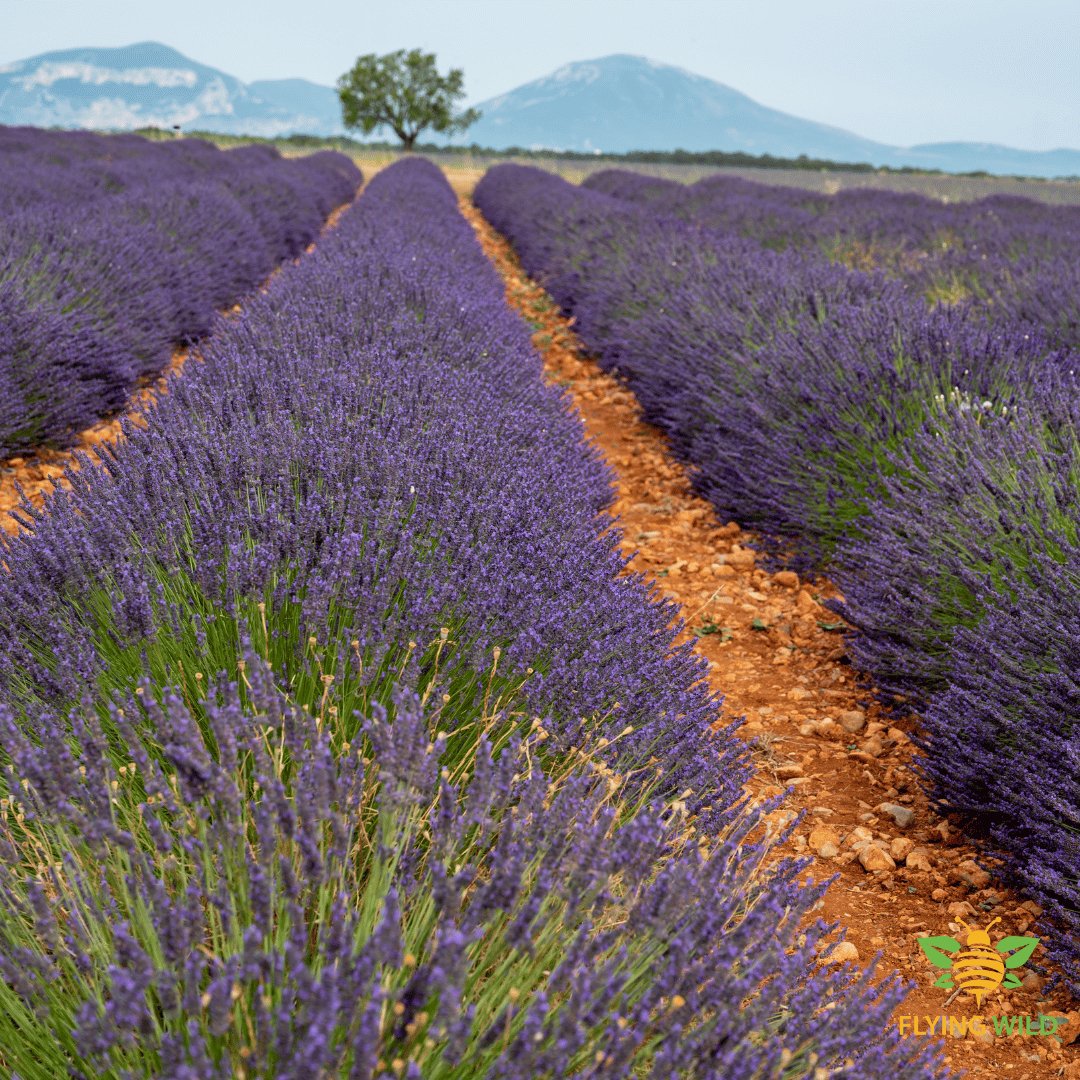 Lavandin Organic Essential Oil from Greece 15ml - Flying Wild