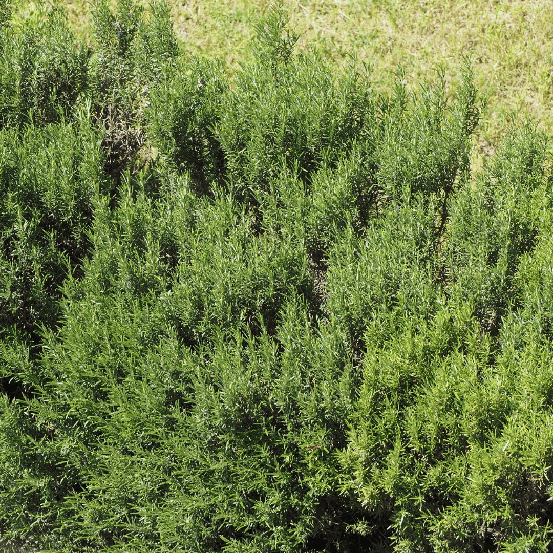 Rosemary Infused Organic Oil from Greece - Flying Wild