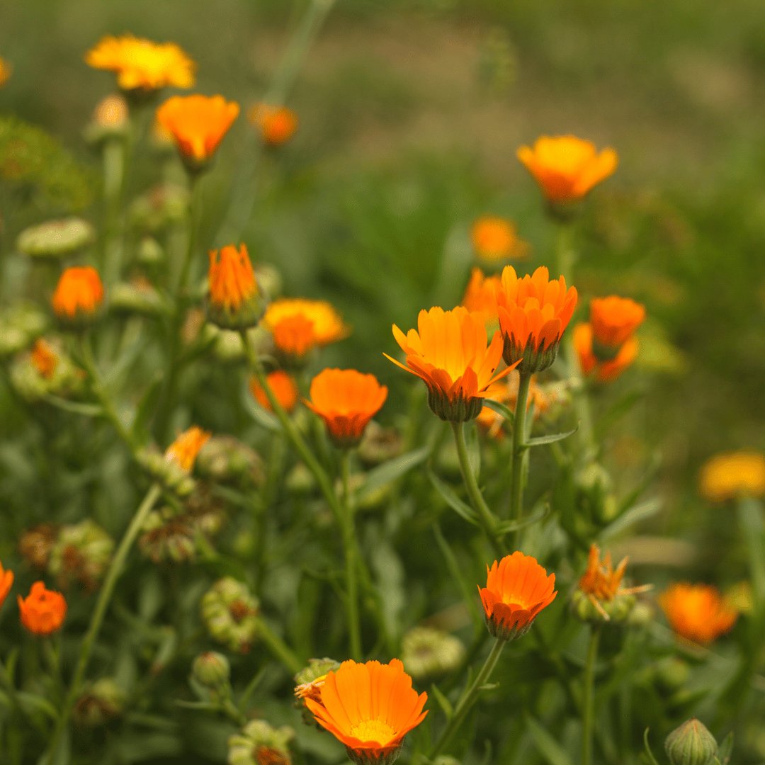 Calendula Infused Organic Oil - Flying Wild