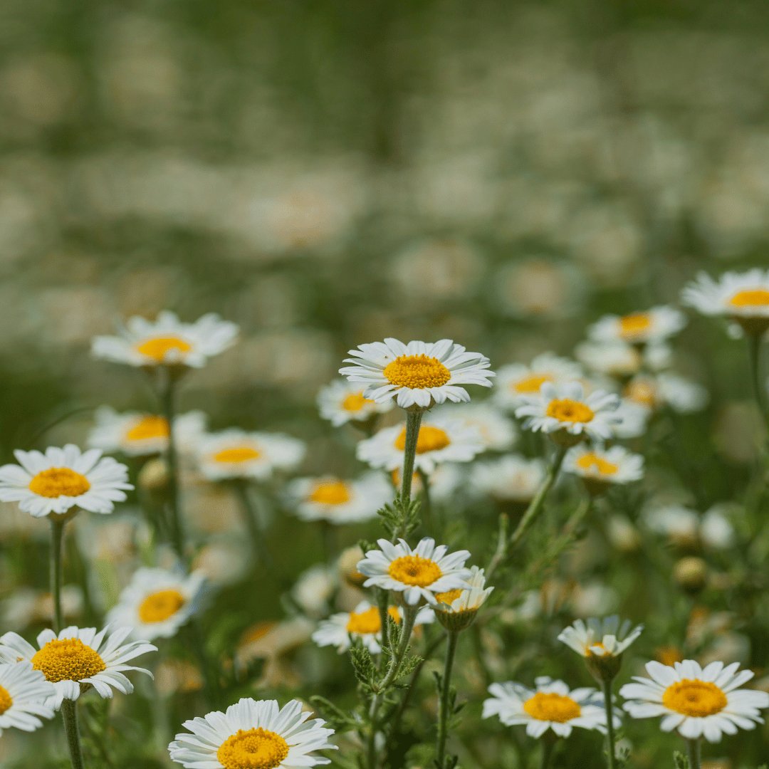 Chamomile Infused Organic Oil - Flying Wild