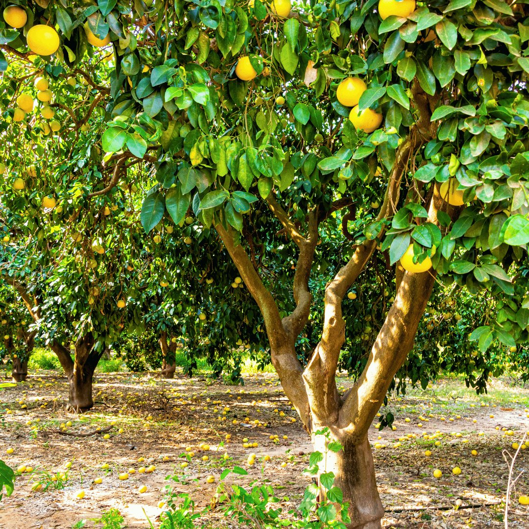 Grapefruit Organic Essential Oil from Greece 15ml - Flying Wild