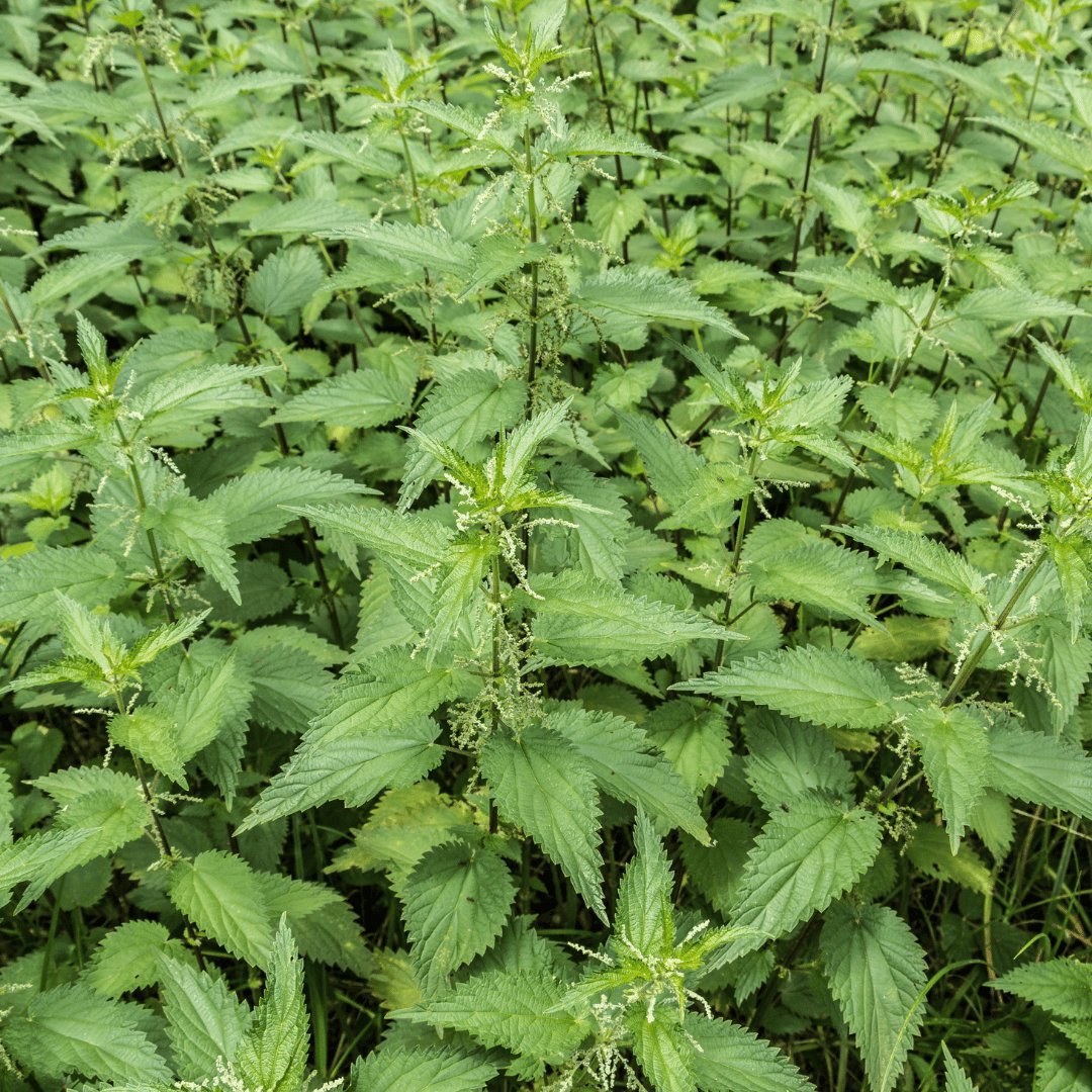 Nettle Infused Organic Oil - Flying Wild