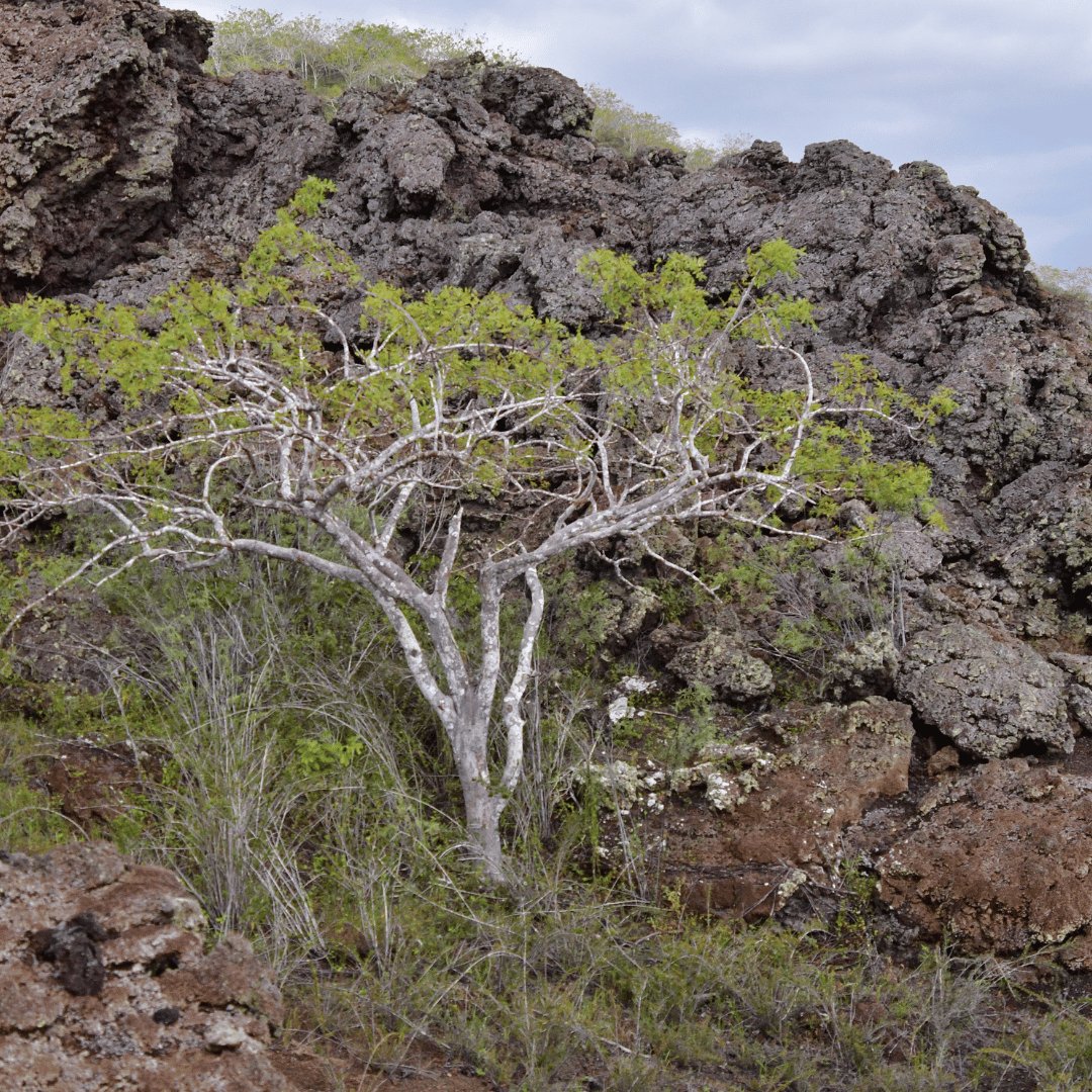 Palo Santo Essential Oil from Ecuador 15ml - Flying Wild