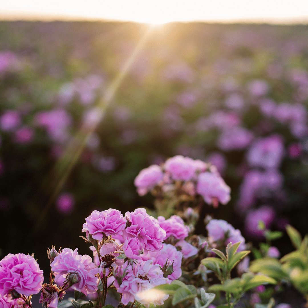 Rose Infused Organic Oil - Flying Wild