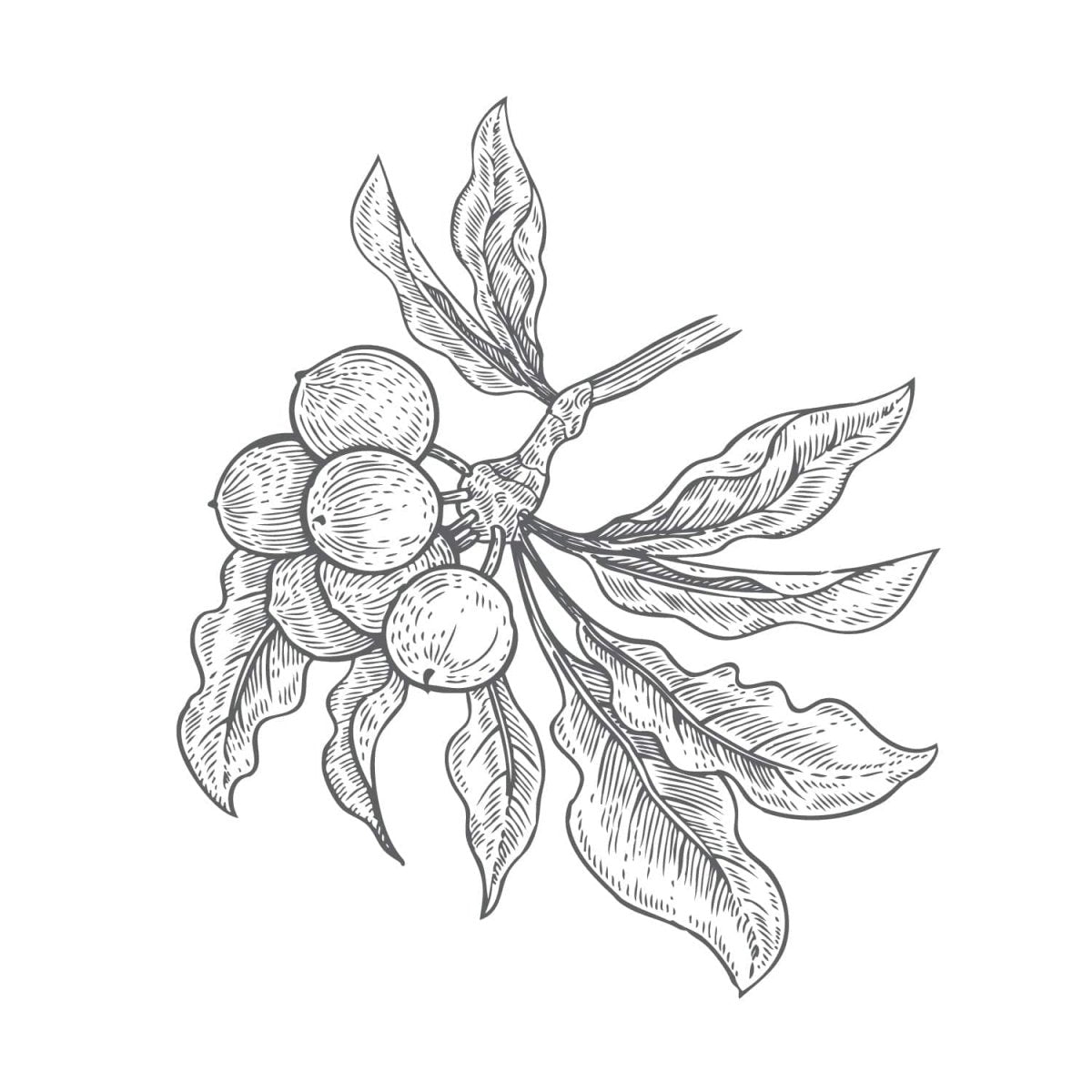 Shea Butter Raw Unrefined Organic - Flying Wild