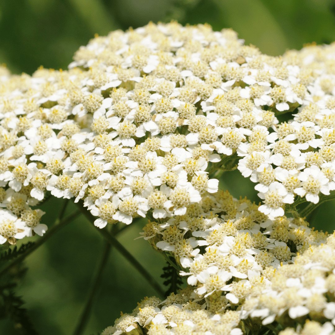 Yarrow Infused Organic Oil - Flying Wild