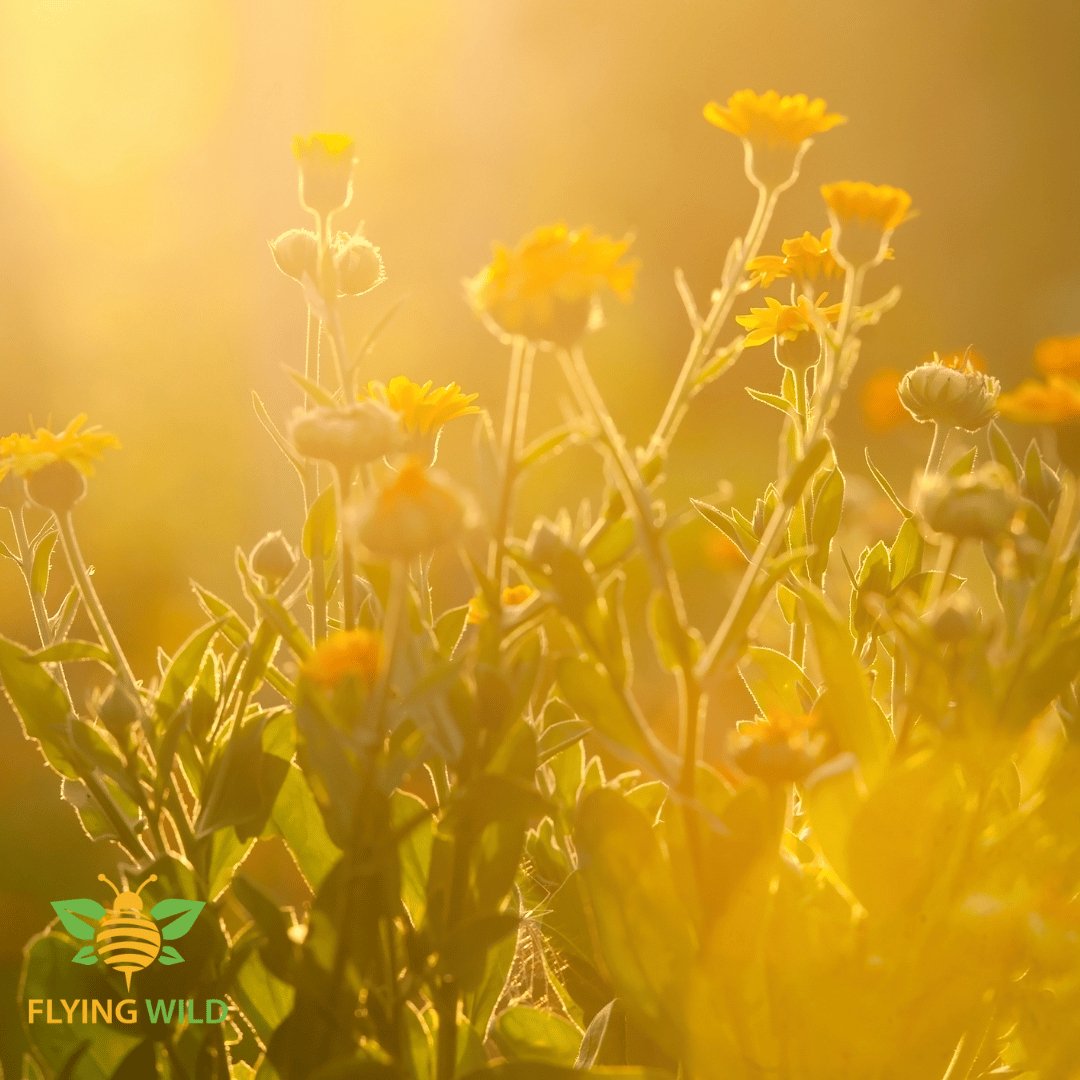 Did you you know every Flying Wild Reflexology Balm is made with Calendula? - Flying Wild