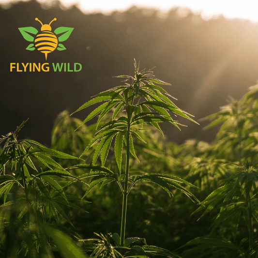 Ingredient Spotlight - Why We Use Hemp Seed Oil To Make Our Reflexology Balm - Flying Wild