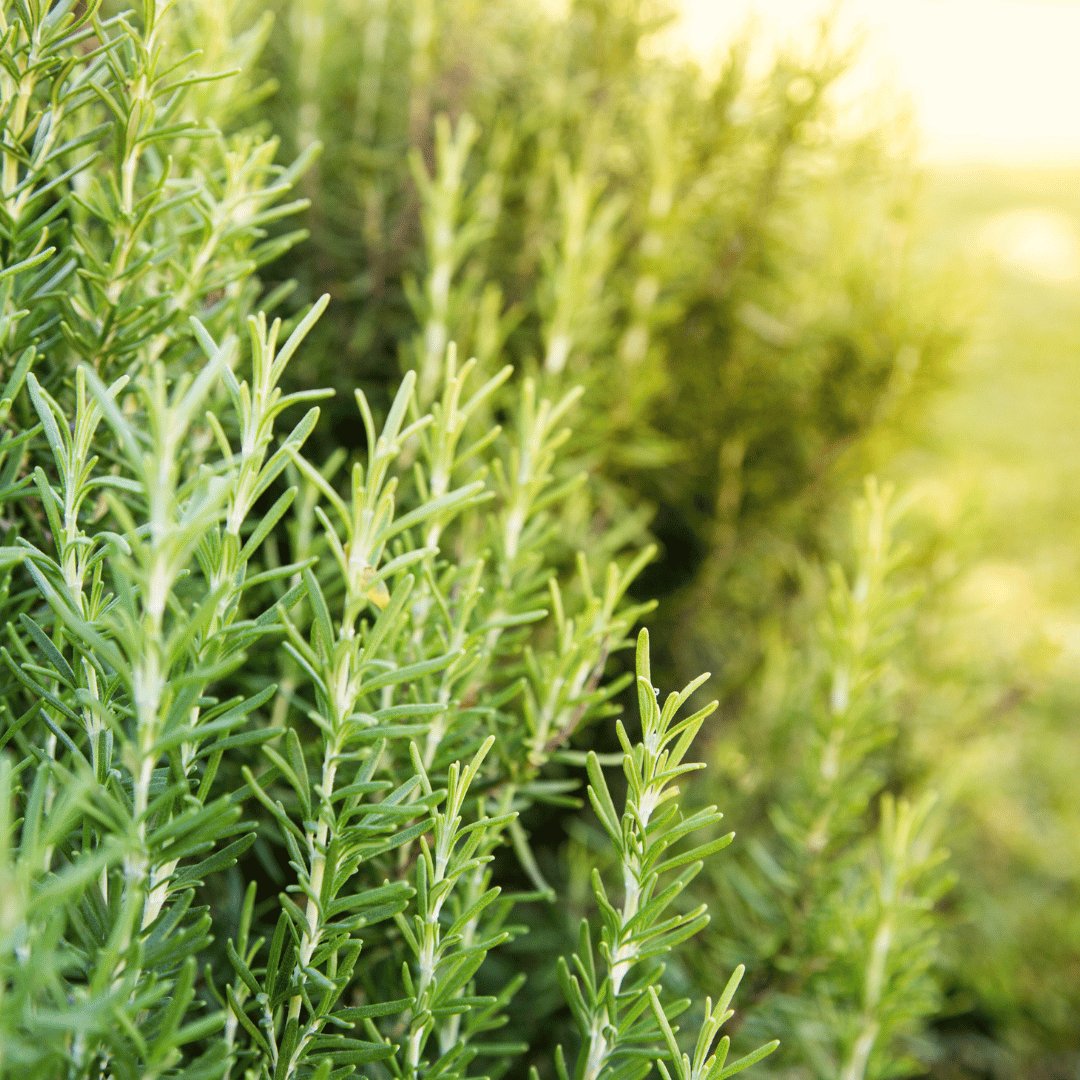 Invigorating and Refreshing Rosemary - A Flying Wild Ingredient Spotlight - Flying Wild