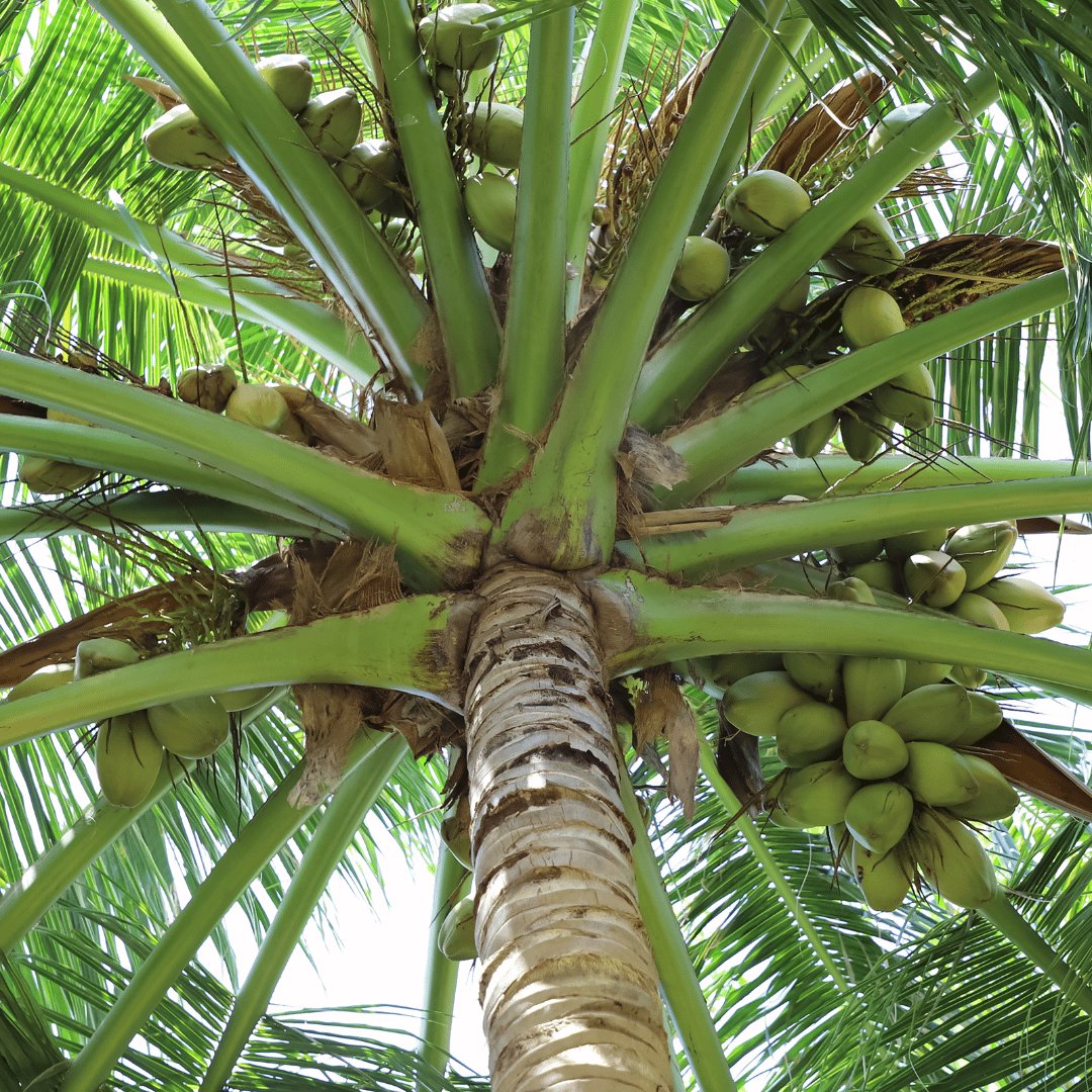 Coconut Oil Liquid Fractionated - Flying Wild