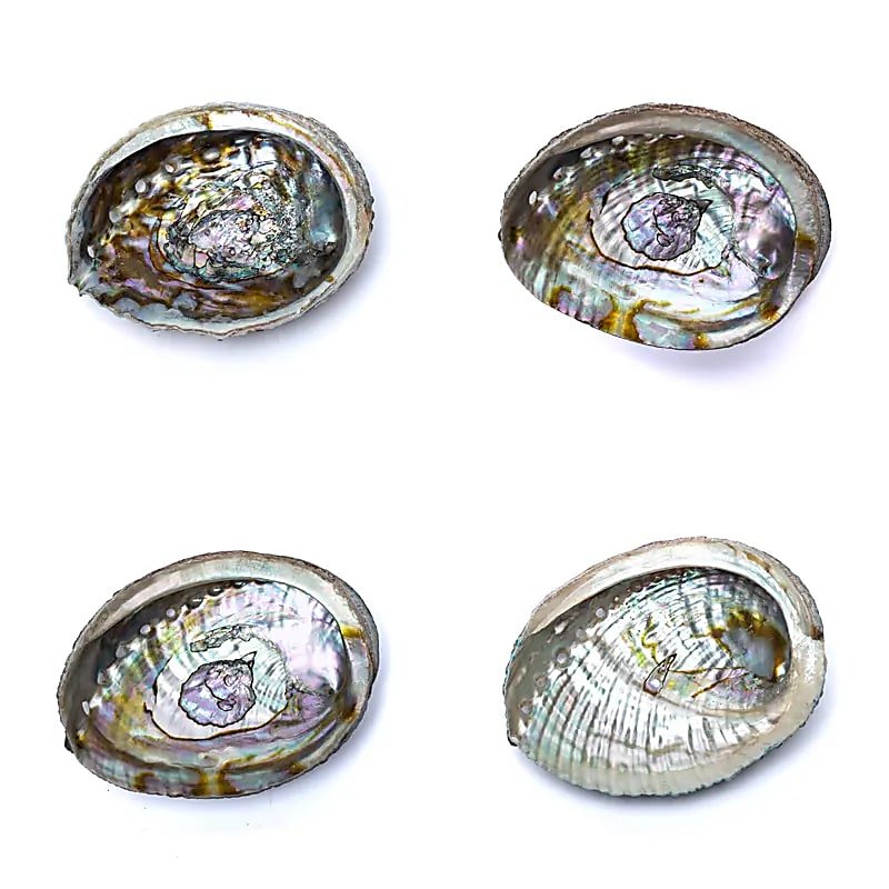 Green Abalone Shell - Flying Wild