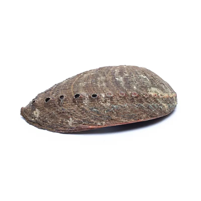 Wild Shell Green Abalone Shell – Flying Wild