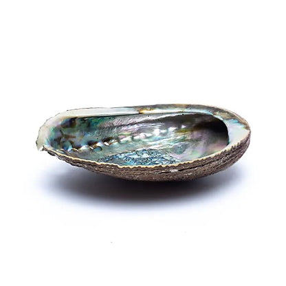 Green Abalone Shell - Flying Wild