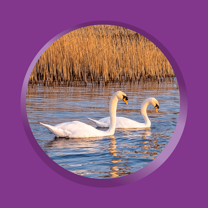 Lough Derg Moments Affirmation Cards - Flying Wild