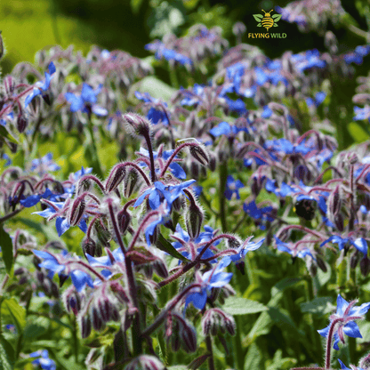 Vessel Borage Seed Oil from Greece - Flying Wild