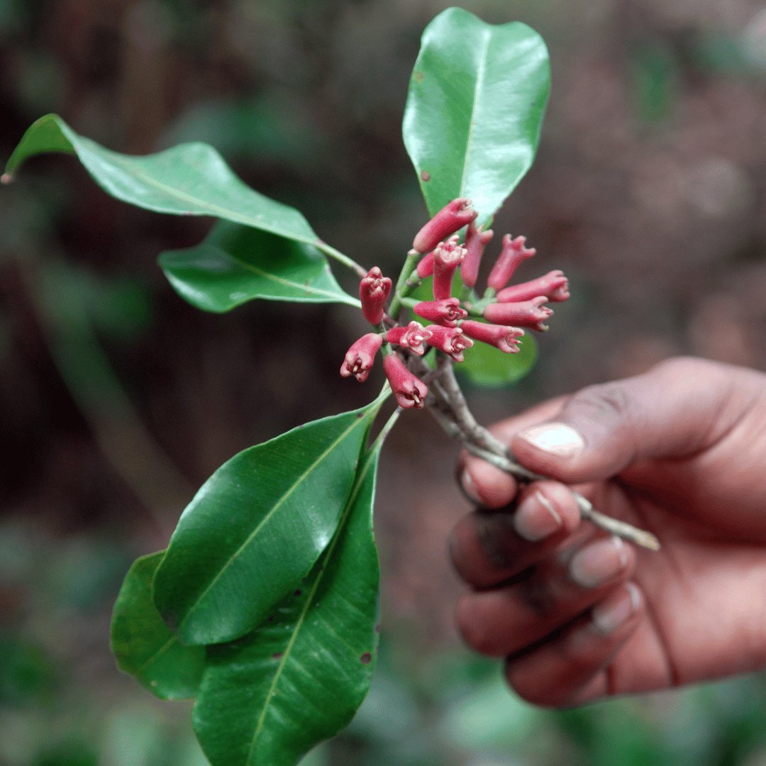 Clove Bud Organic Essential Oil from Madagascar - Flying Wild