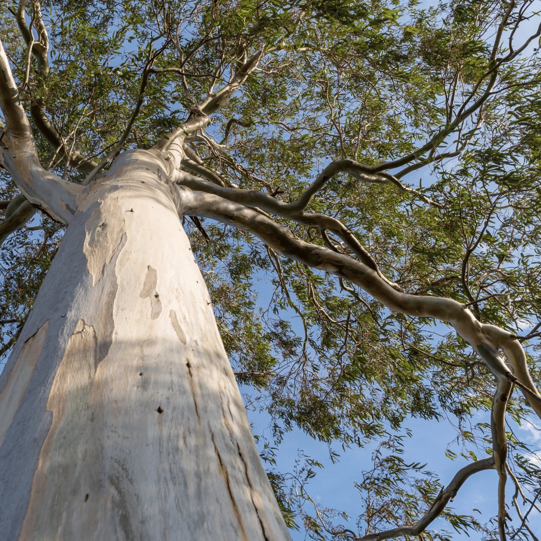 Eucalyptus Globulus Organic Essential Oil from Australia 15ml - Flying Wild
