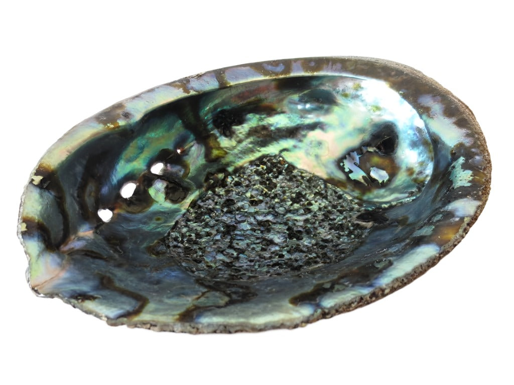 Green Abalone Shell - Flying Wild
