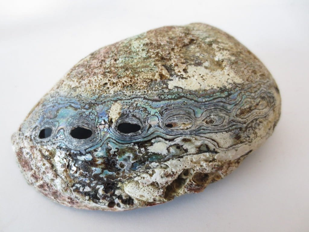 Green Abalone Shell - Flying Wild