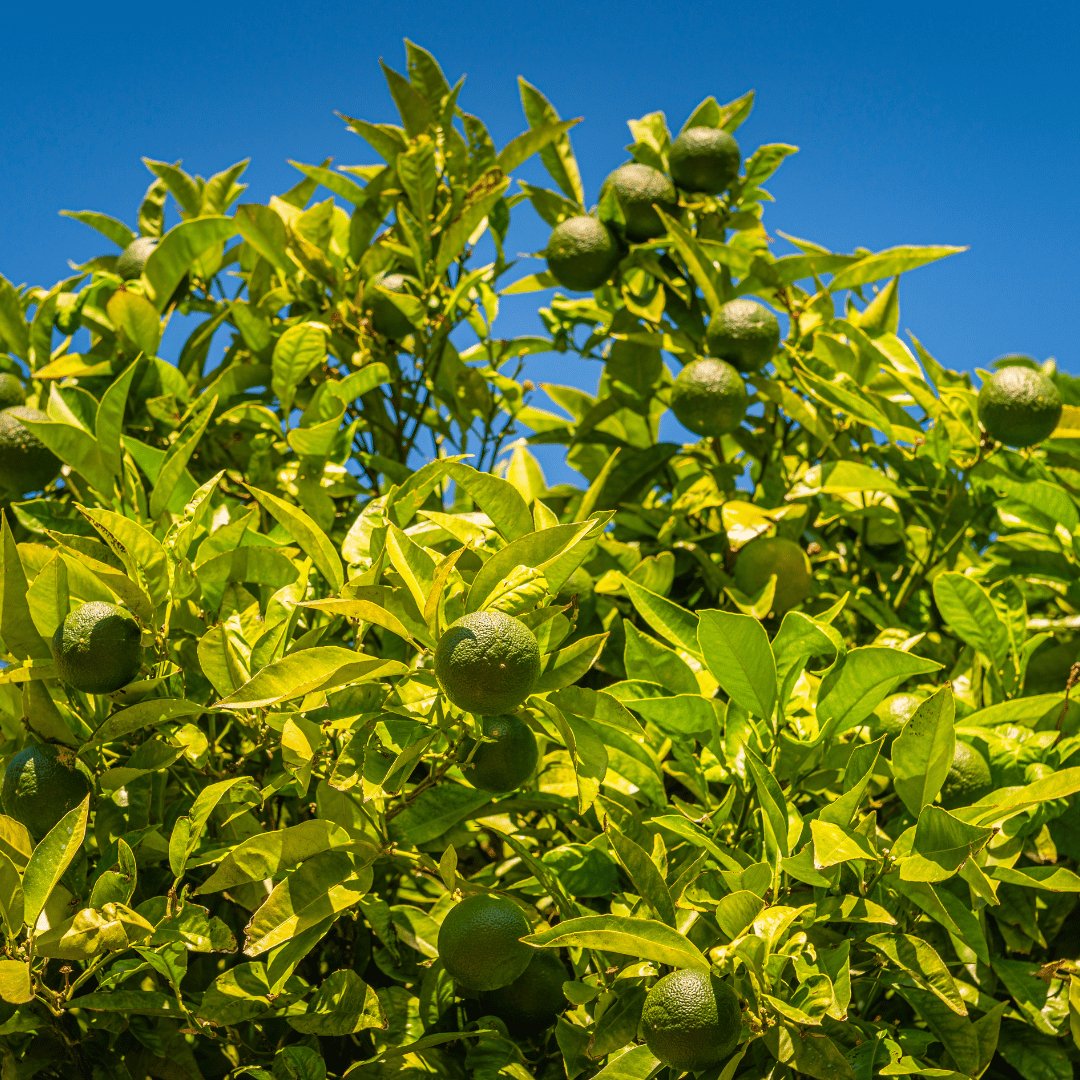 Lime Organic Distilled Essential Oil from Sri Lanka 15ml - Flying Wild