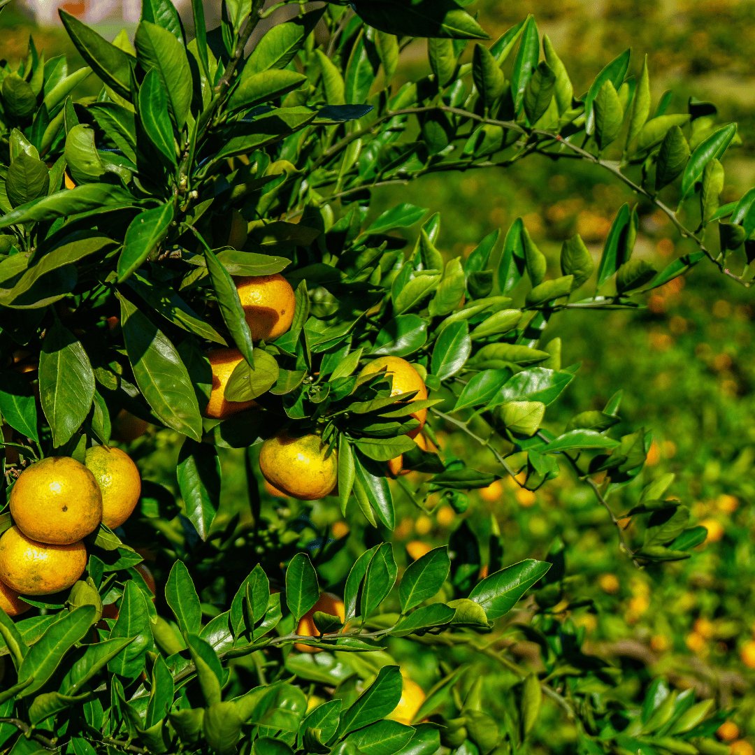 Mandarin Red Organic Essential Oil from Greece 15ml - Flying Wild